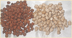  The Dark Chickpea, Desi is on left and the lighter variety,  Kabuli is on the right